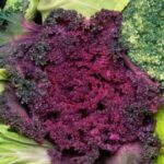 Indolo-3-karbinol (I3C) – co to jest i dlaczego budzi zainteresowanie?